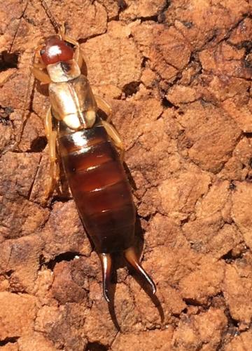 Forficula auricularia
